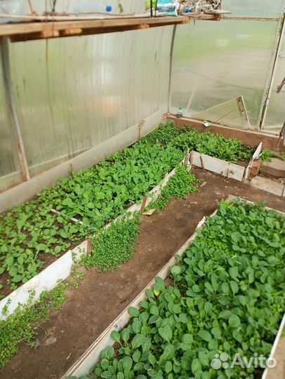 Рассада капусты