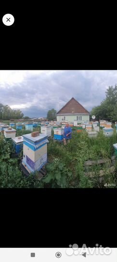 Среднерусские пчелы