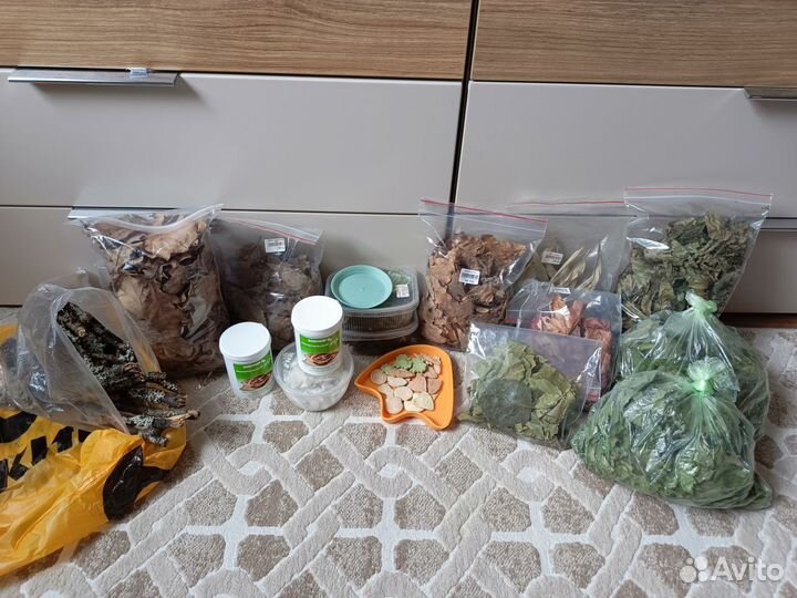 Улиткариум с улитками