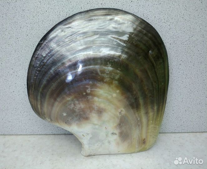 Черный Лип полированный 12,9*13,1 ракушка