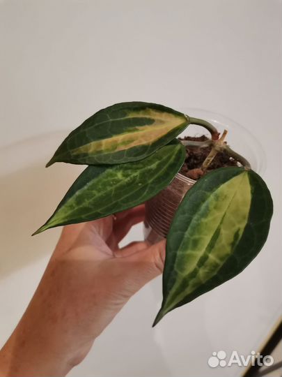 Хойя Macrophylla Pot of gold