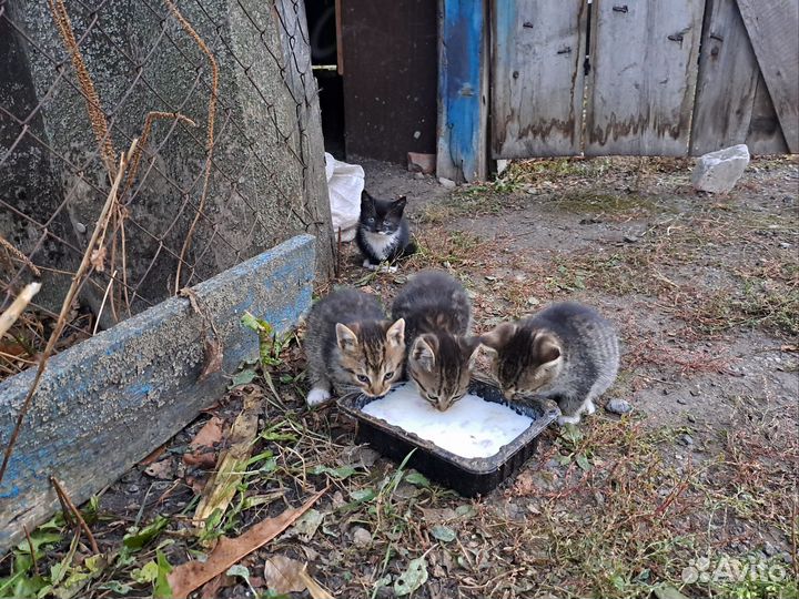 Котята в добрые руки