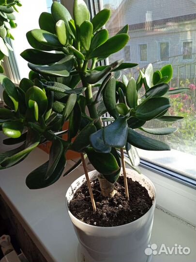 Шефлера, фикус Бенджамина, денежное дерево