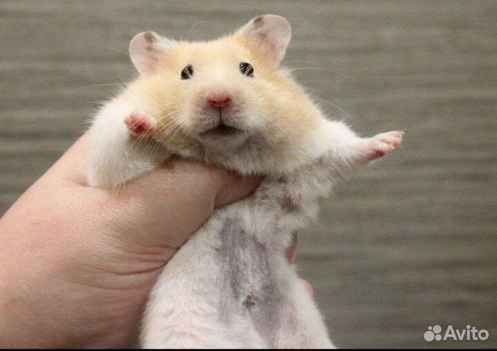 Сирийские хомячки