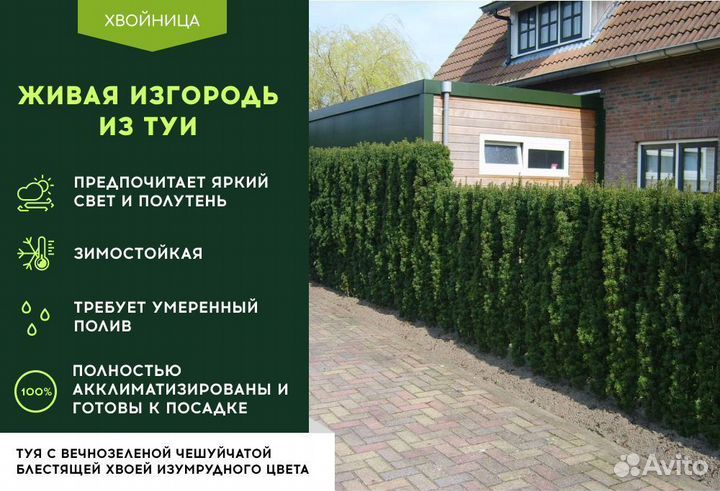 Туя для изгороди