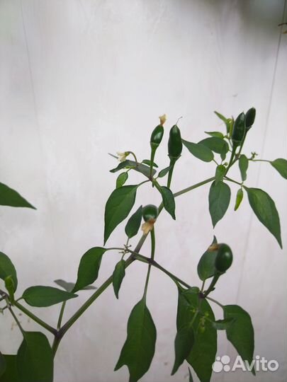 Перец комнатный острый Аладдин