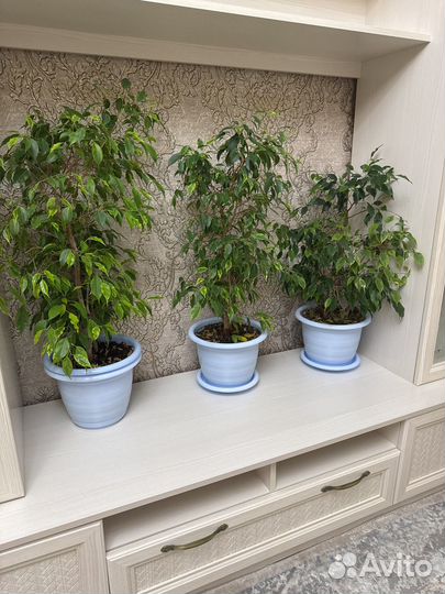 Фикус бенджамина