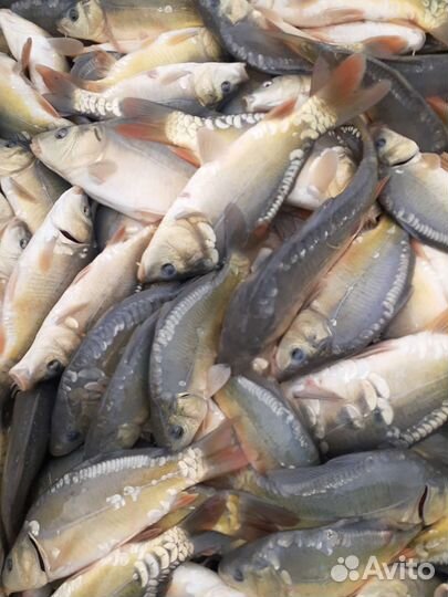 Живая рыба оптом карп