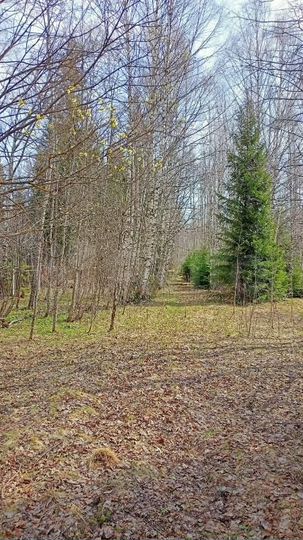 Участок 24 сот. (СНТ, ДНП)