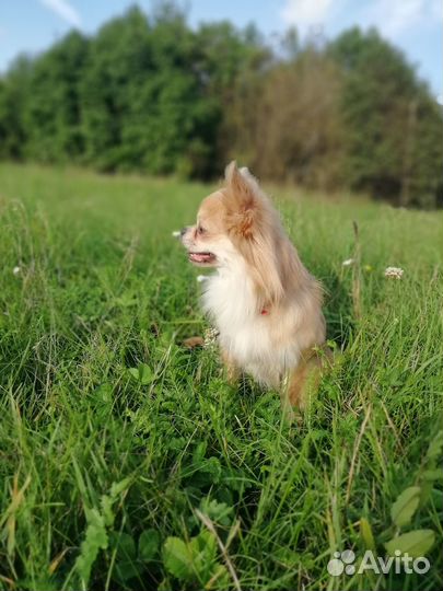 Изабелловый красавчик