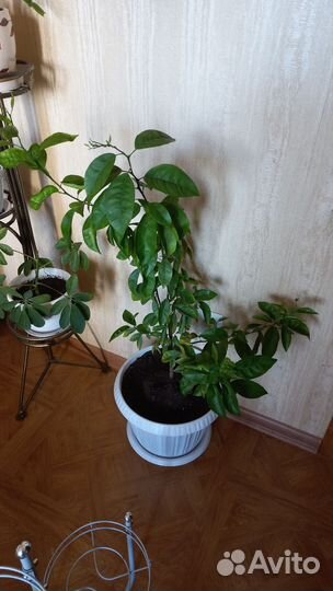 Комнатные растения