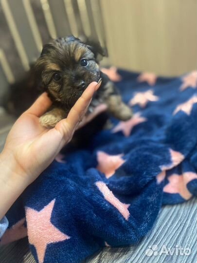 Йоркширский терьер