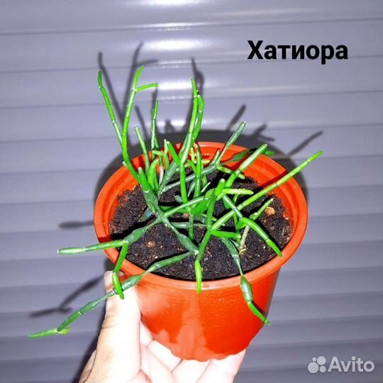 Домашние цветы