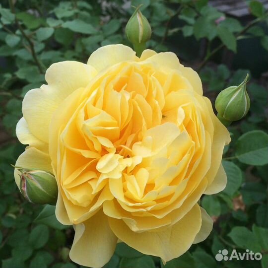 Саженцы роз