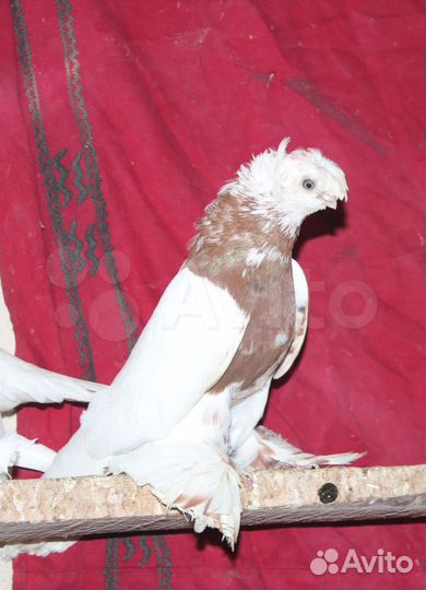 Элитные среднеазиатские среднеклювые голуби