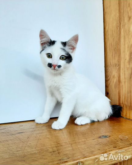 Ласкушка в добрые руки