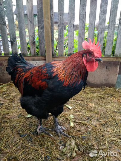 Петух Маран чёрно медный