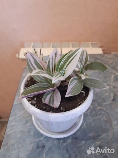 Продам комнатные растения