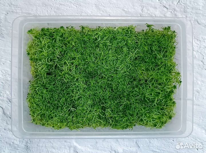 Мох сфагнум живой