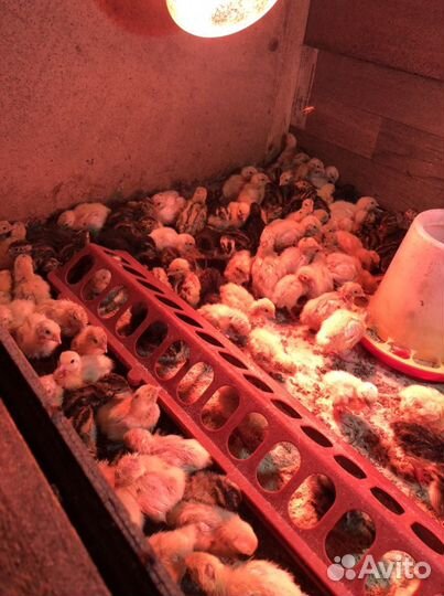 Яйца перепелиные инкубационное