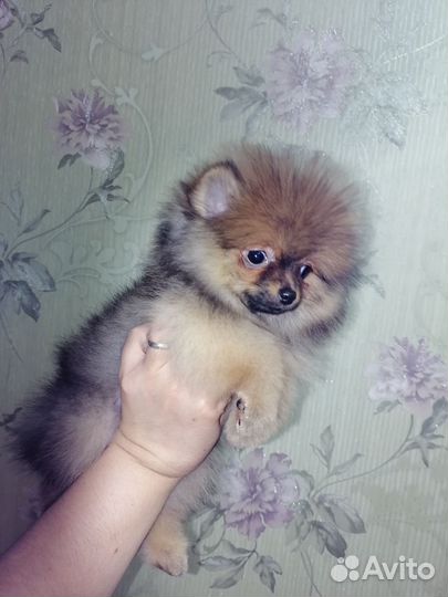 Мини мини шпиц