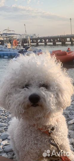 Бишон фризе вязка кобель