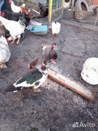 Продам индоуток