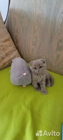 Наполнитель для кошачьего туалета