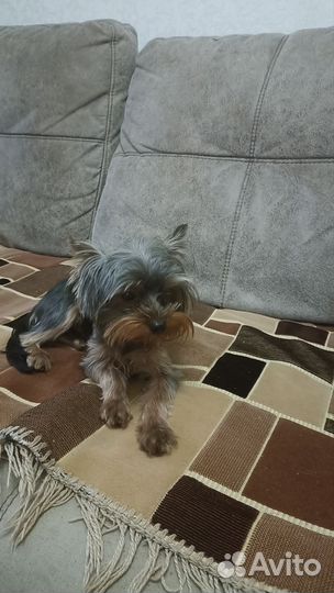 Йоркширский терьер