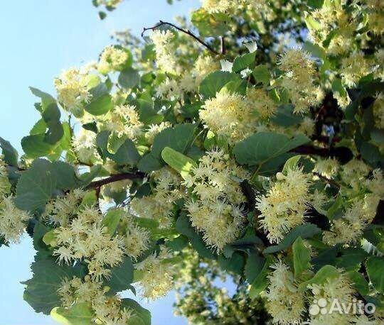 Превосходный липовый мёд