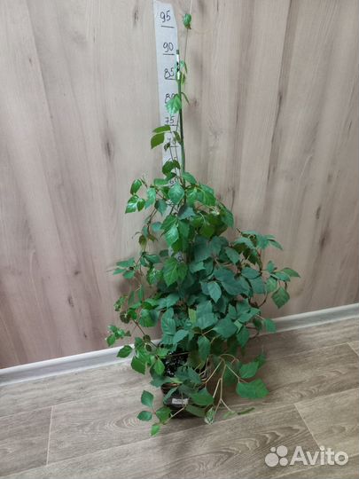 Комнатные растения, взрослые кусты