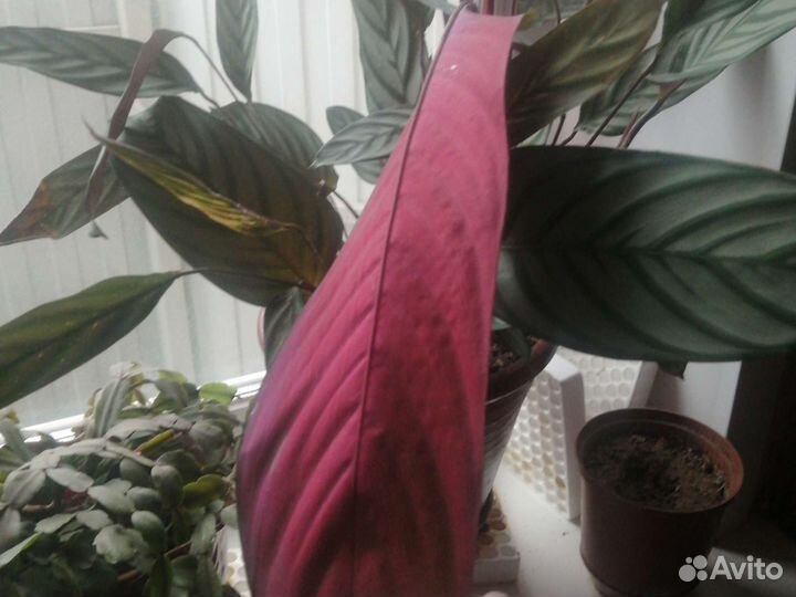 Продам растение ктенанта