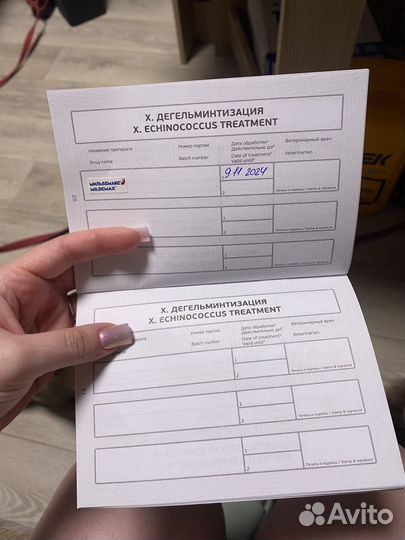 Котята орики