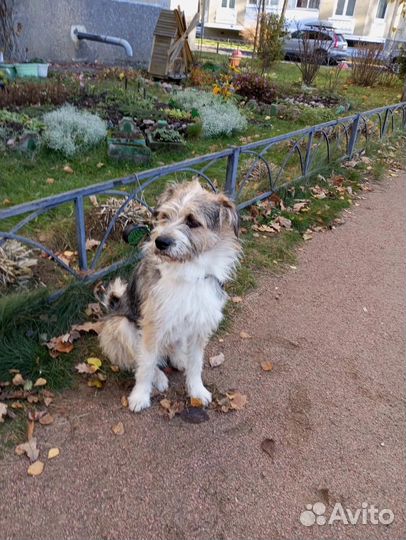 Спасите от усыпления Бублика