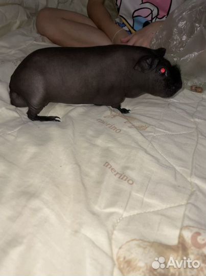 Вязка морская свинка Скинни