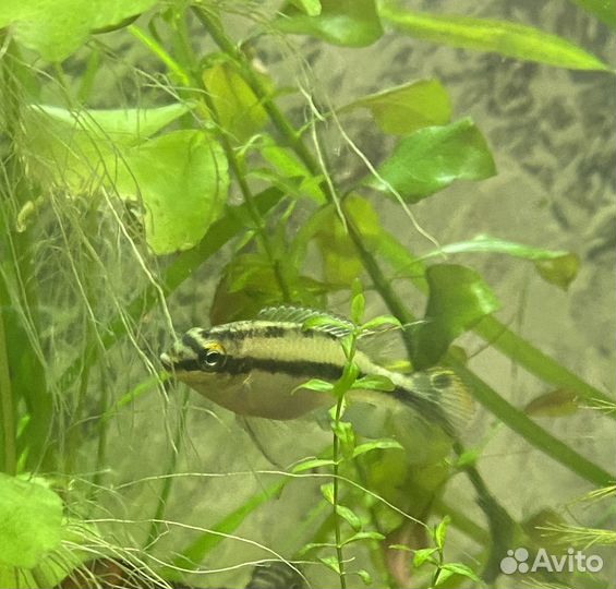 Пельвикахромис