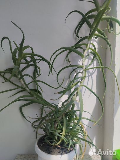 Каланхоэ лечебное и алоэ. Саженцы