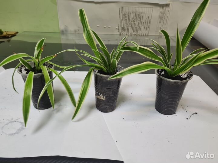 Хлорофитум полосатый