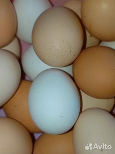 Инкубационное яйцо