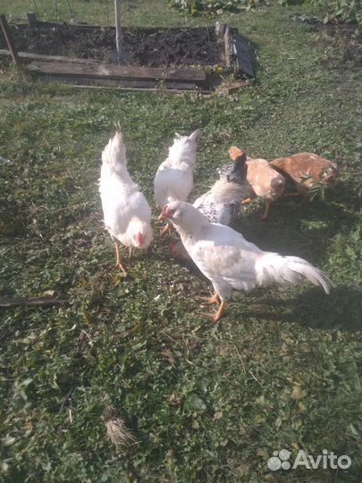 Молодые петушки