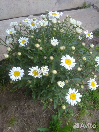 Многолетние цветы