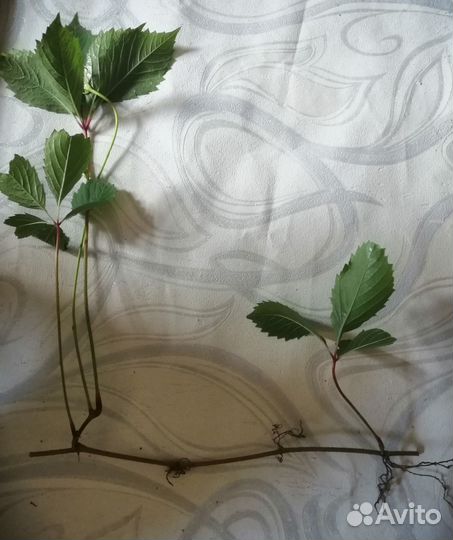 Девичий виноград Многолетник лиана