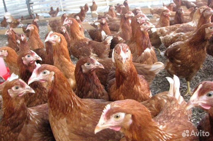 Куры Несушки, Бесплатная доставка