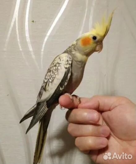 Попугай корелла ручные