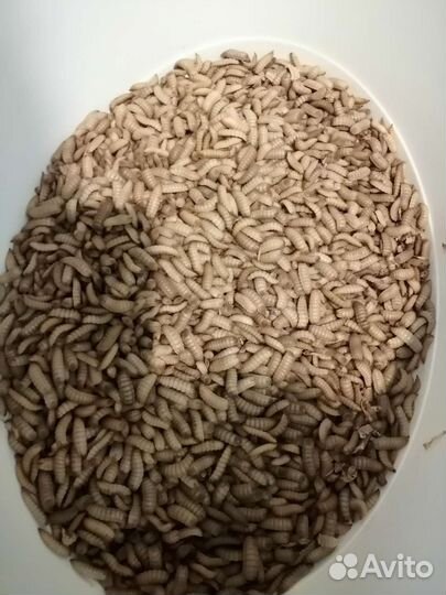 Яйца иЛичинки (Чёрной Львинки)