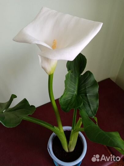 Каллы садовые