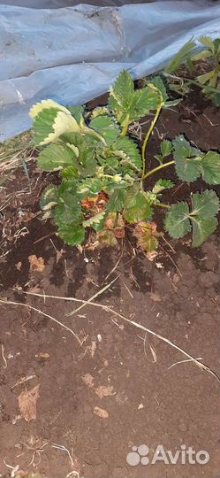 Рассада клубники купчиха