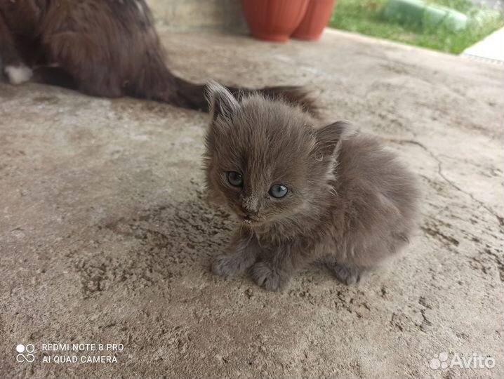 Подарю котят