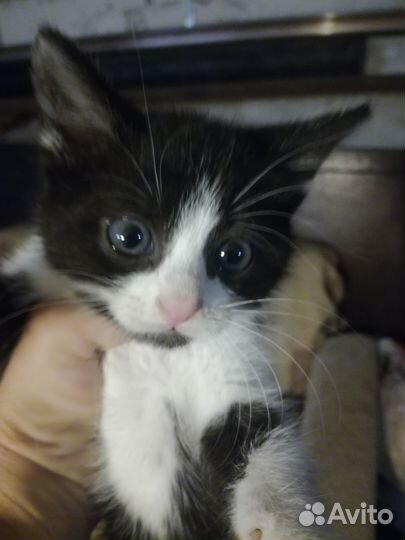 Котёнок девочка