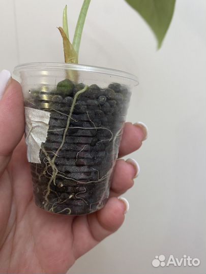 Алоказия мело